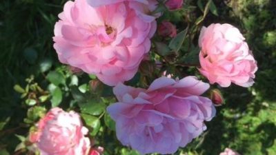 rosor köksträdgården 2016